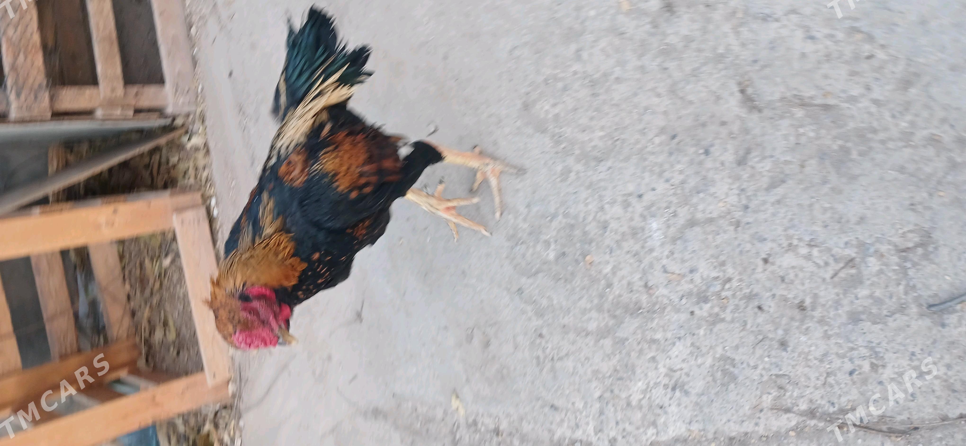 хораз - Чарджоу - img 7