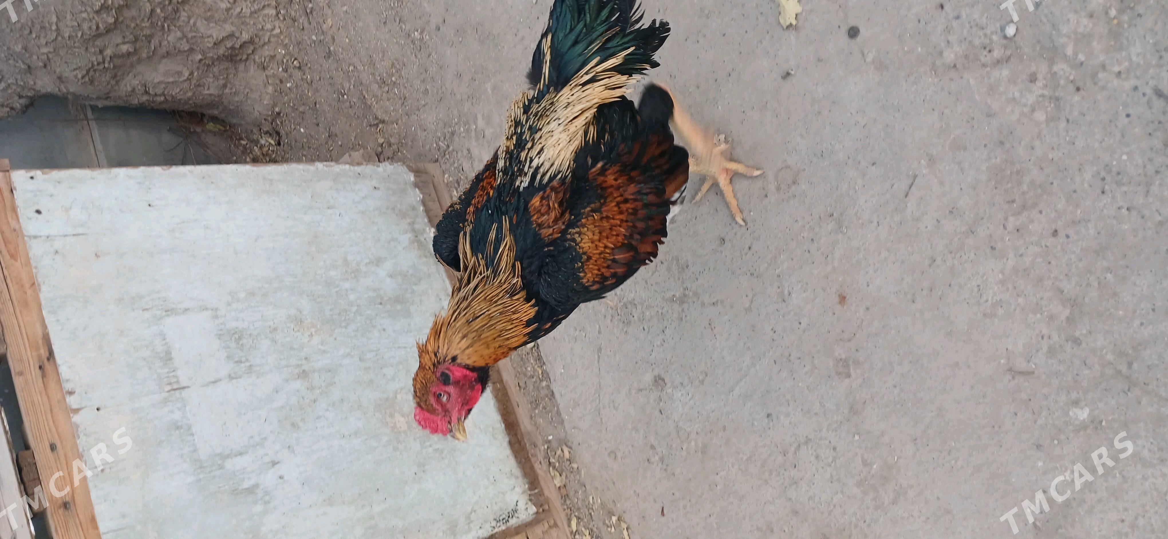 хораз - Чарджоу - img 6