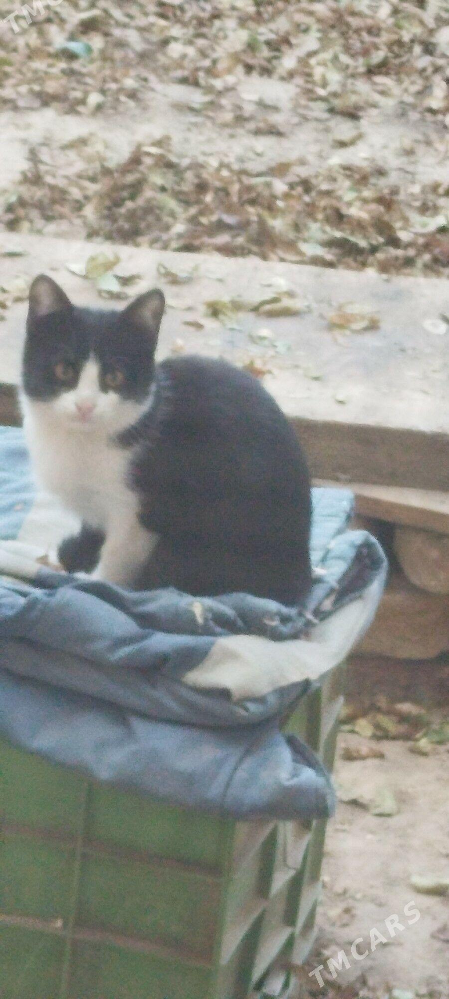 Котята - Daşoguz - img 5