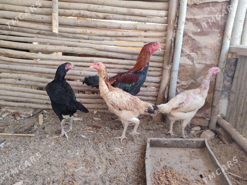 Bayes Towk Taskent Horaz - Baýramaly - img 3