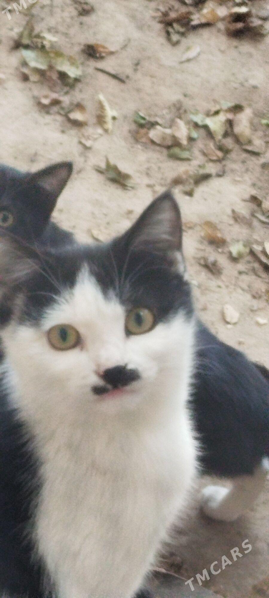 Котята - Daşoguz - img 3