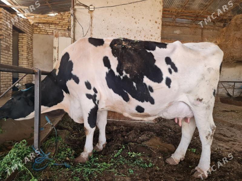 голели   сыгыр арасса голштин - Туркменабат - img 2