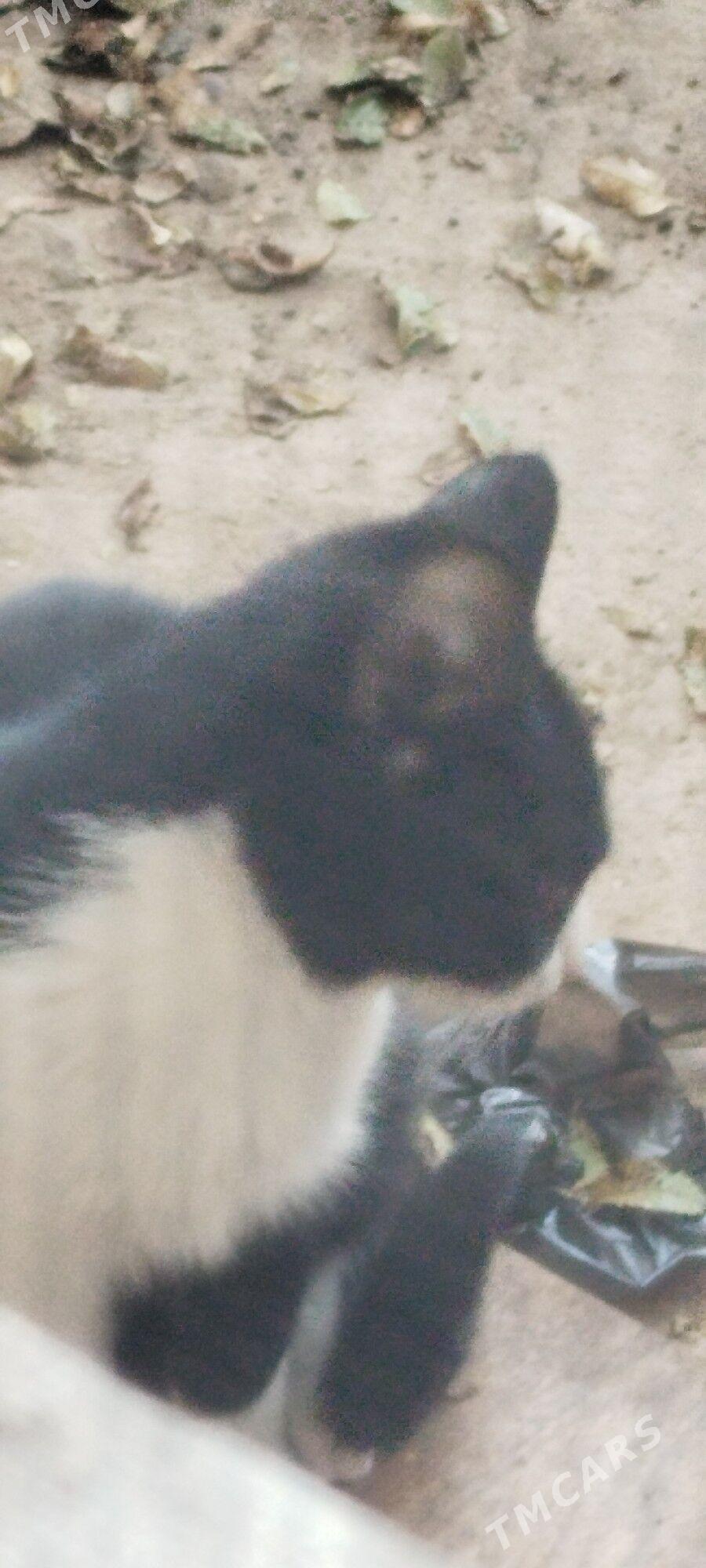 Котята - Daşoguz - img 2