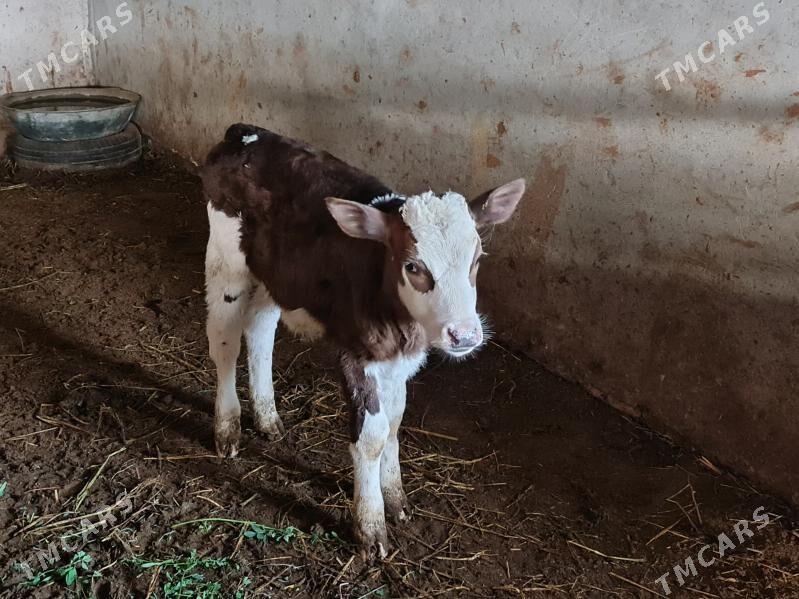 голели   сыгыр арасса голштин - Туркменабат - img 4