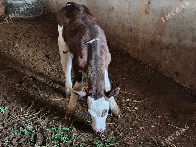 голели   сыгыр арасса голштин - Туркменабат - img 5