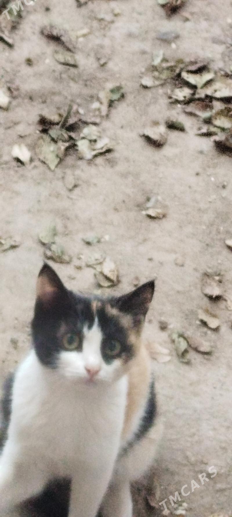 Котята - Daşoguz - img 4