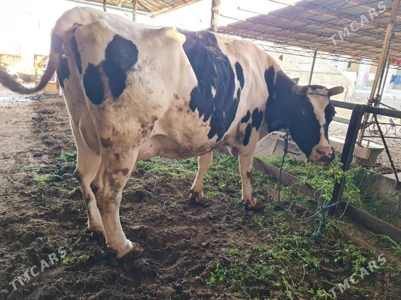 голели сыгыр арасса голштин - Туркменабат - img 1