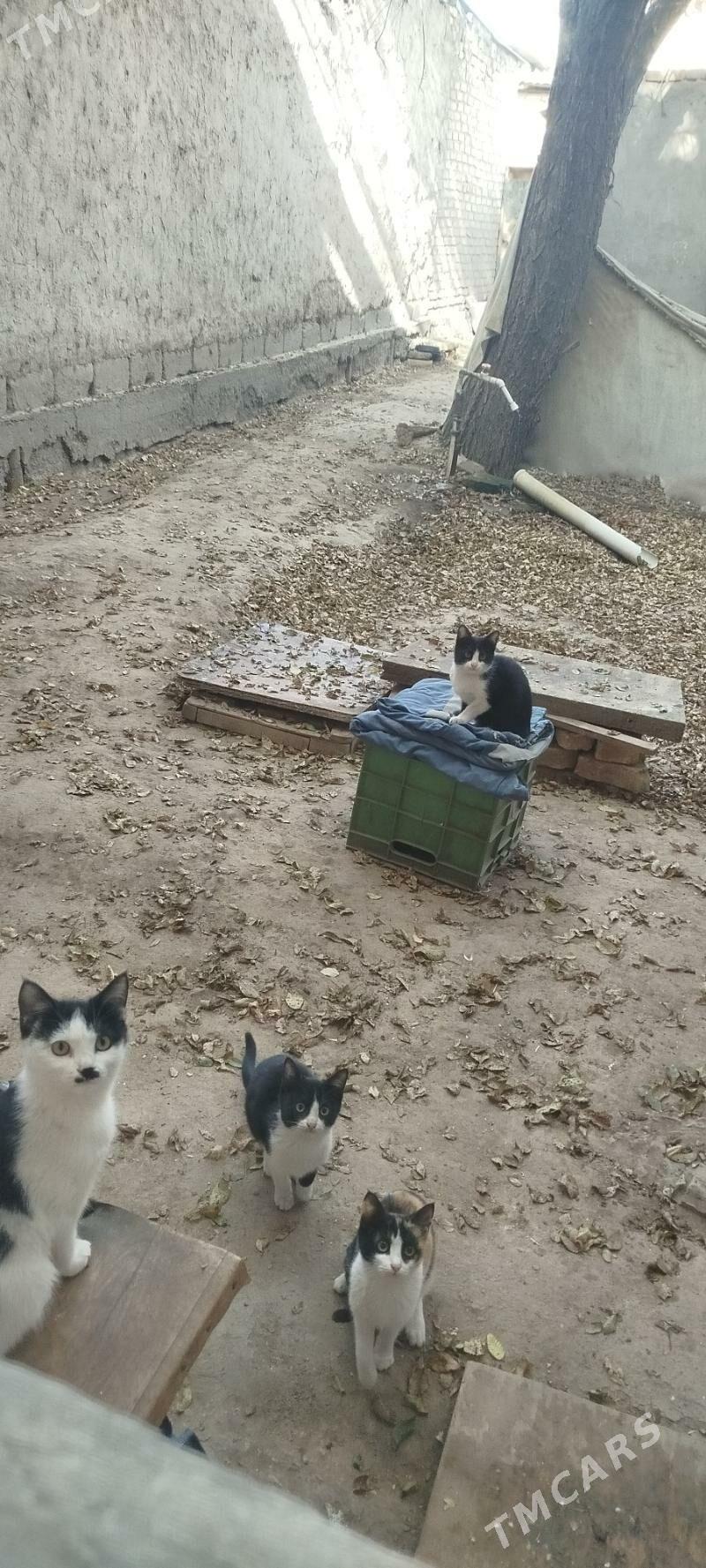 Котята - Daşoguz - img 6