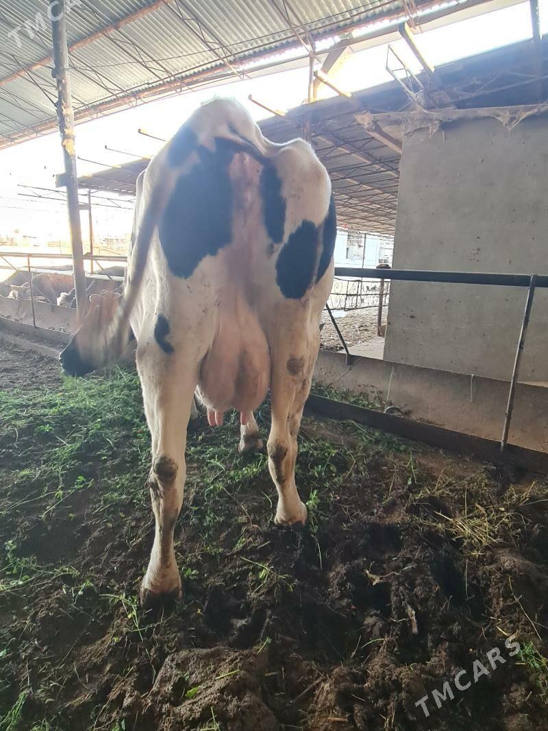 голели   сыгыр арасса голштин - Туркменабат - img 3