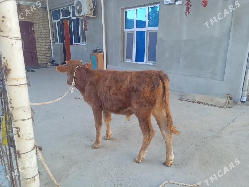 öküz - Бахарден - img 6