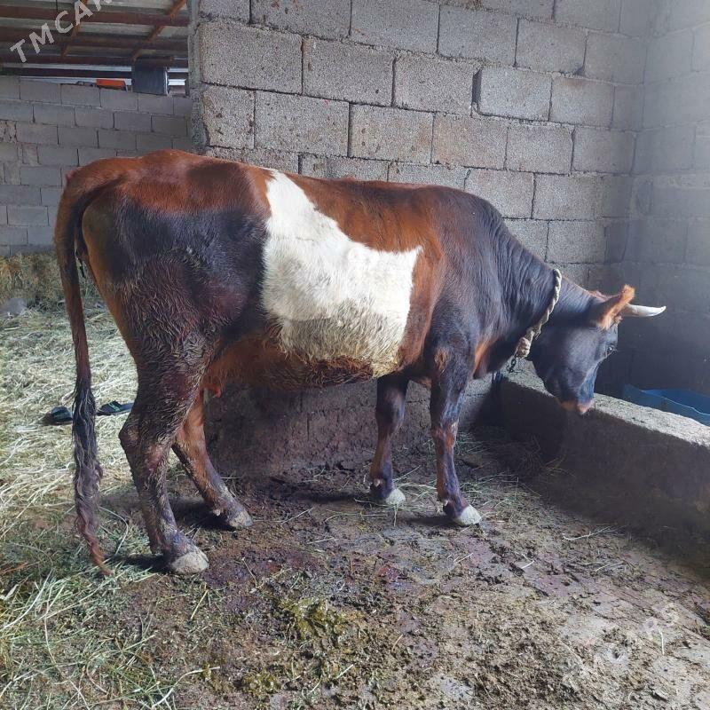 sygyr - Гёкдепе - img 2