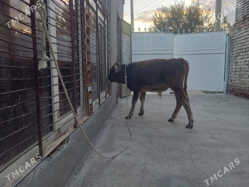 öküz - Бахарден - img 2