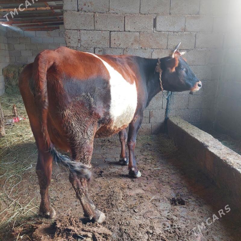 sygyr - Гёкдепе - img 4