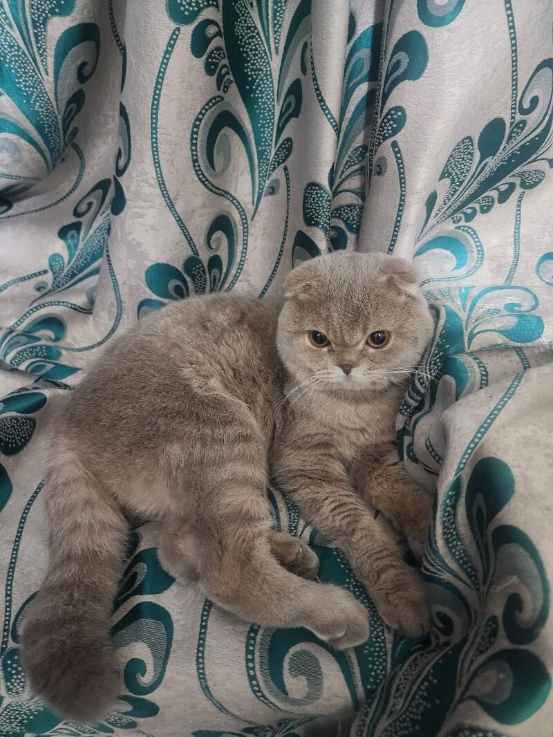 Шотландские котята - Aşgabat - img 10