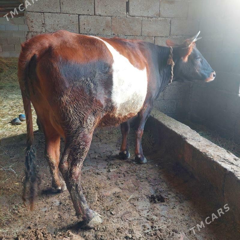 sygyr - Гёкдепе - img 3