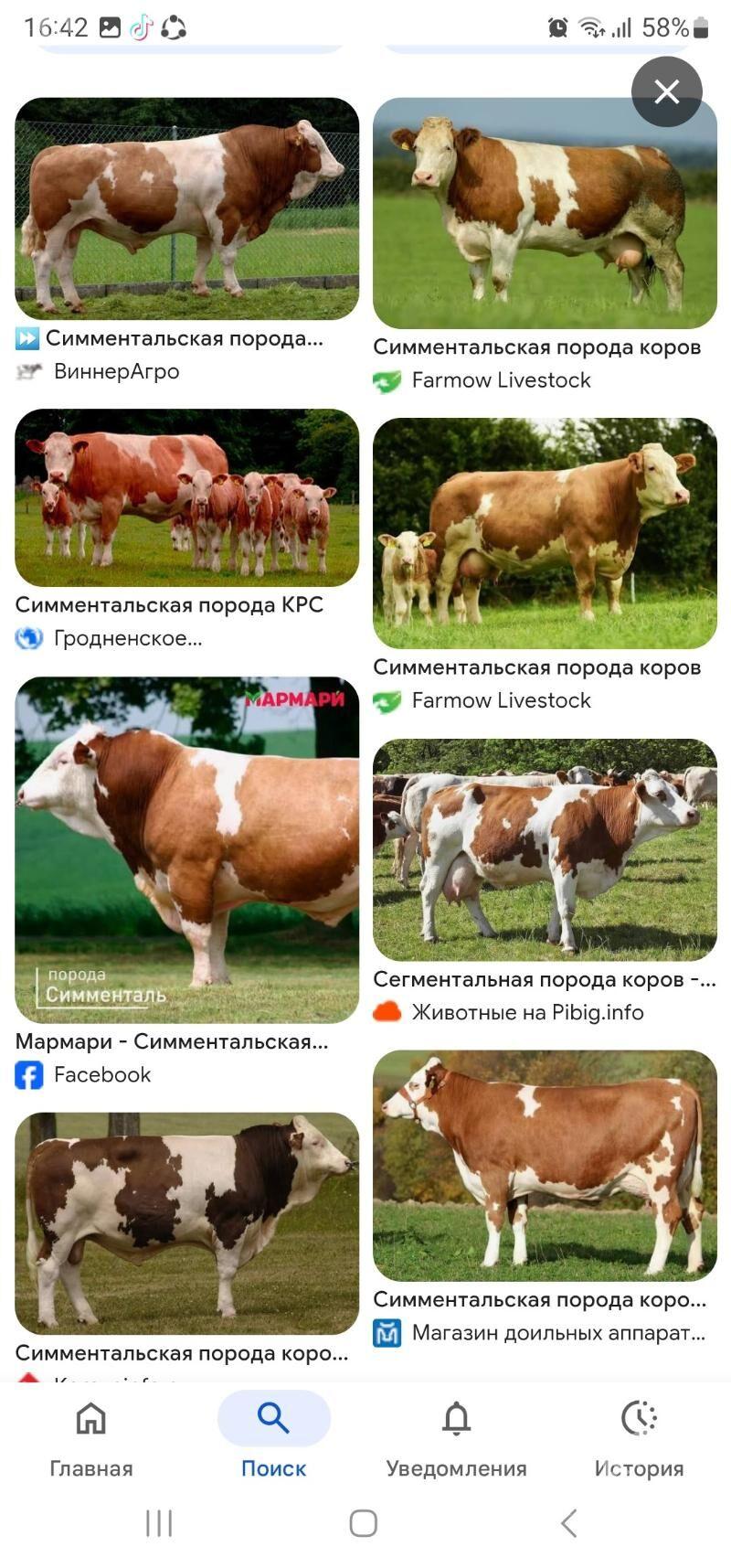 йэетик богаз унажинлар - Туркменабат - img 1