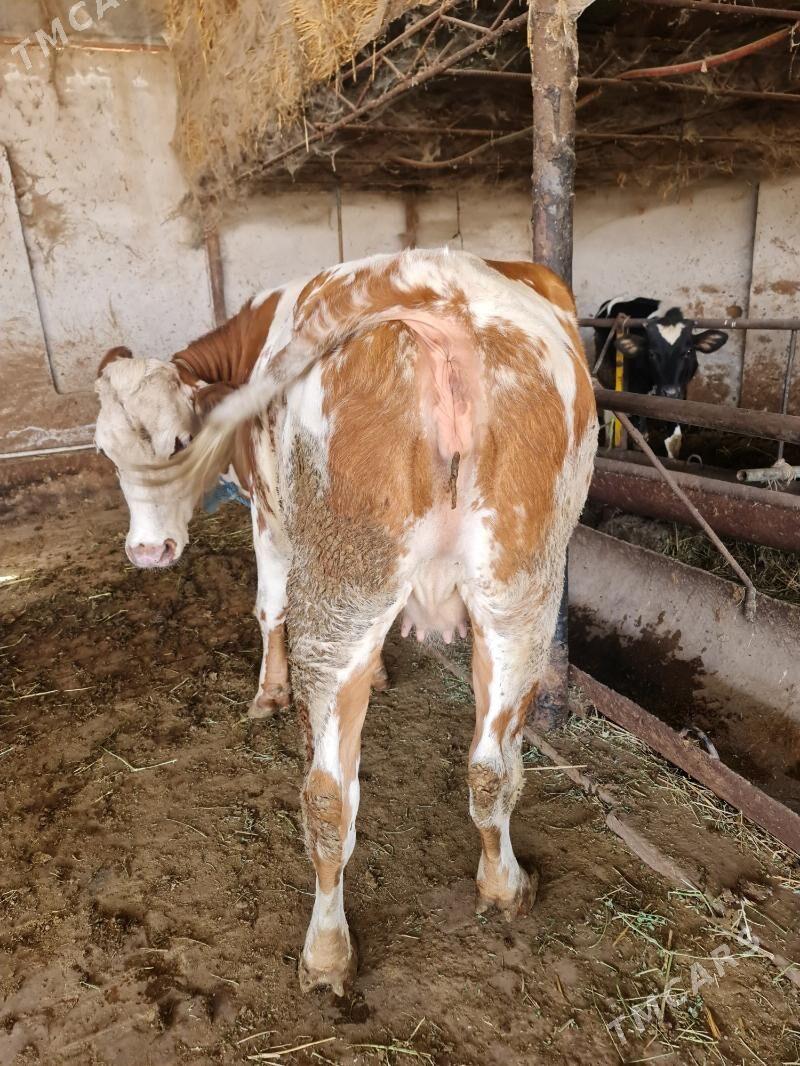 йэетик богаз унажинлар - Туркменабат - img 3