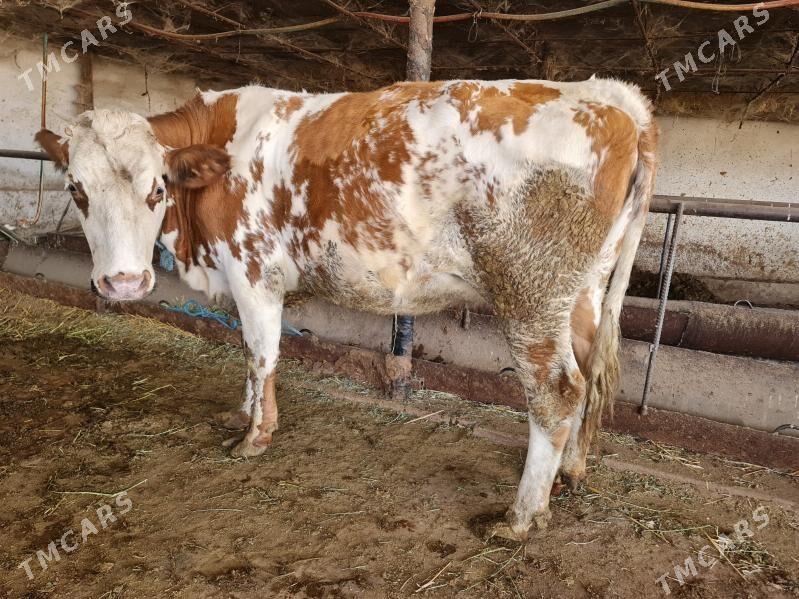 йэетик богаз унажинлар - Туркменабат - img 2