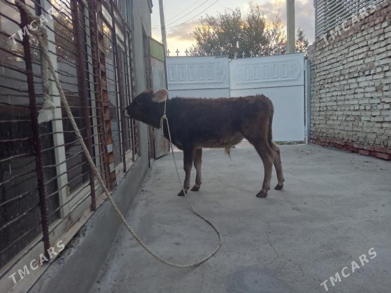 öküz - Бахарден - img 4