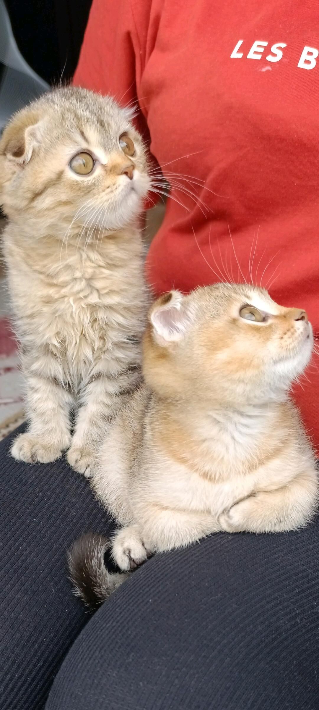 Шотландские котята - Туркменбаши - img 2