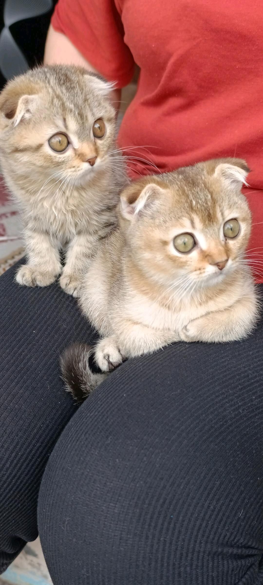 Шотландские котята - Туркменбаши - img 3