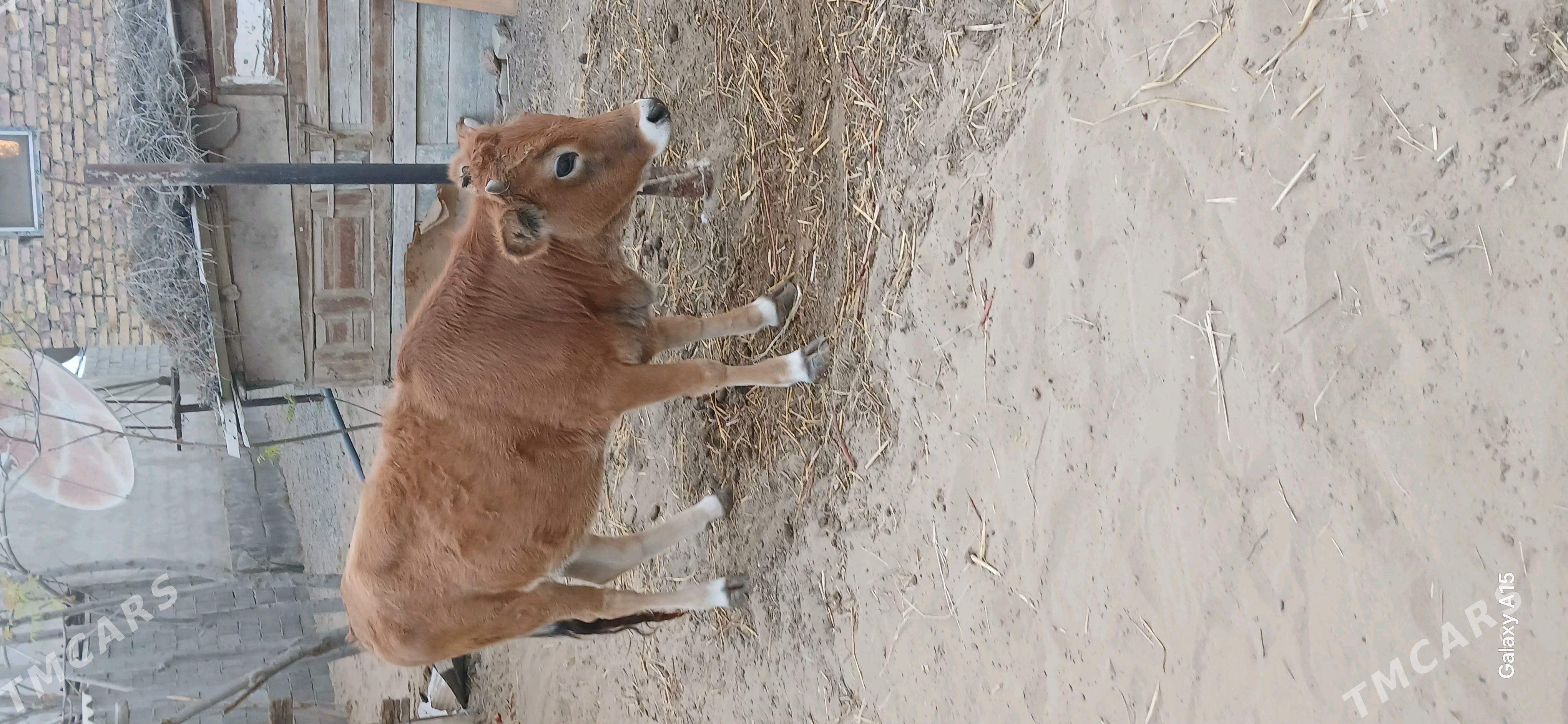 Tohum Göle - Гёкдепе - img 3