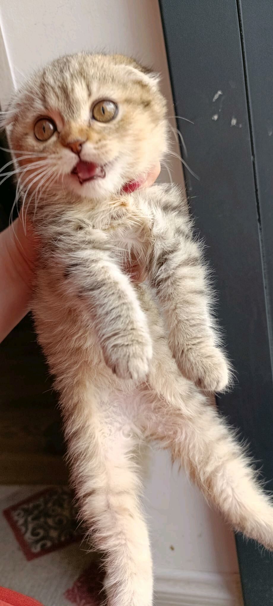 Шотландские котята - Туркменбаши - img 4