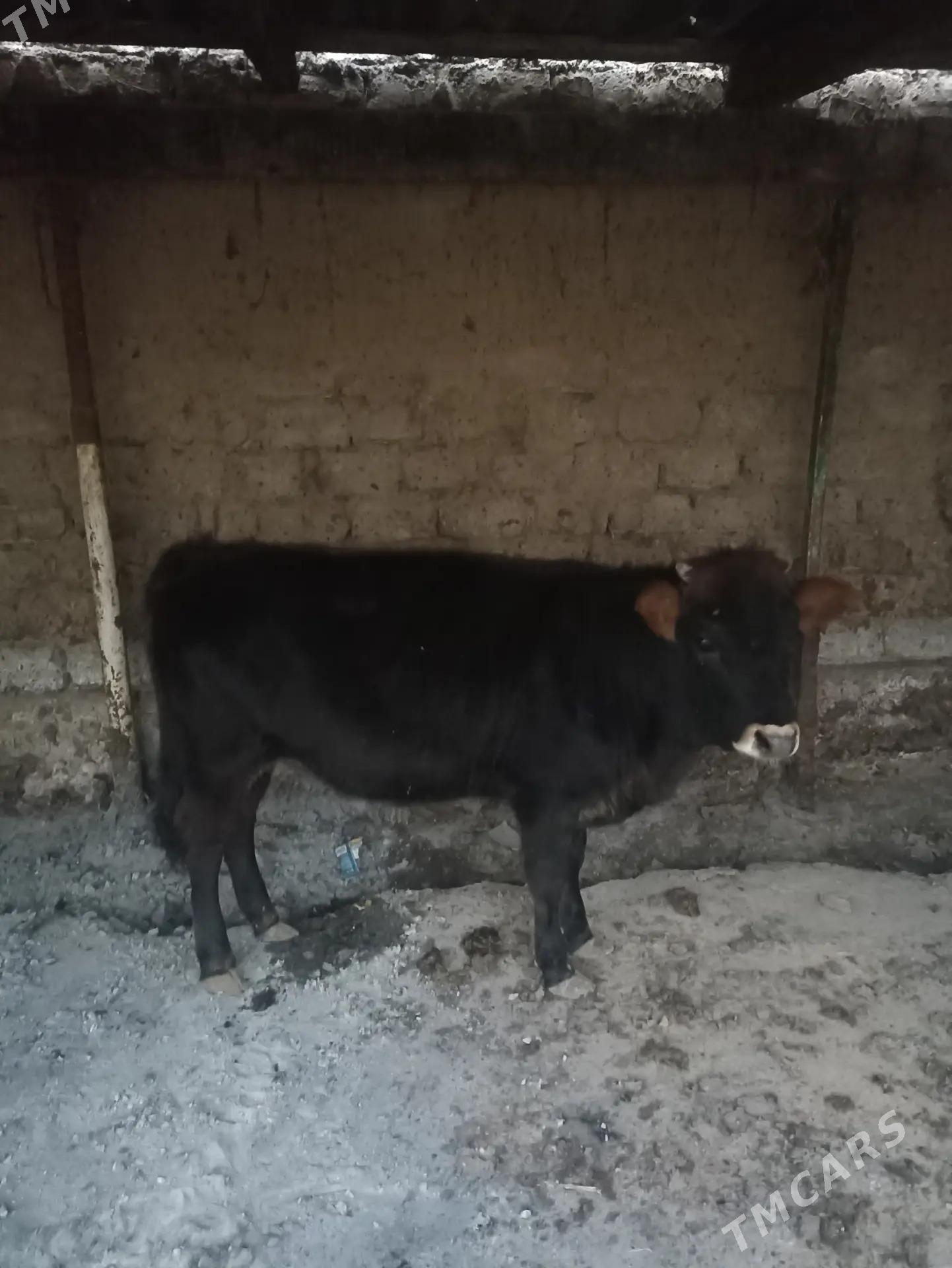 GÖLE TÜWE - Арзув - img 2