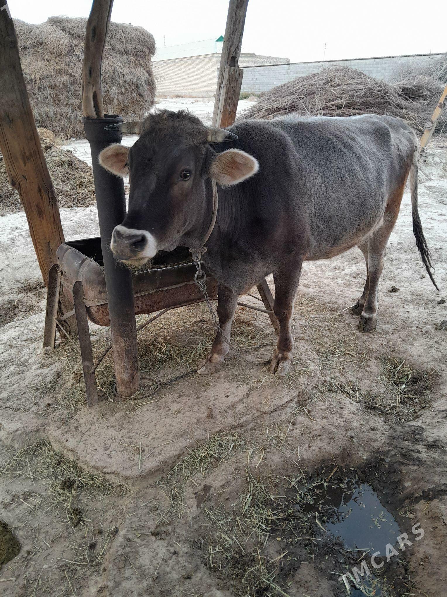 Sygyr - Бахарден - img 2