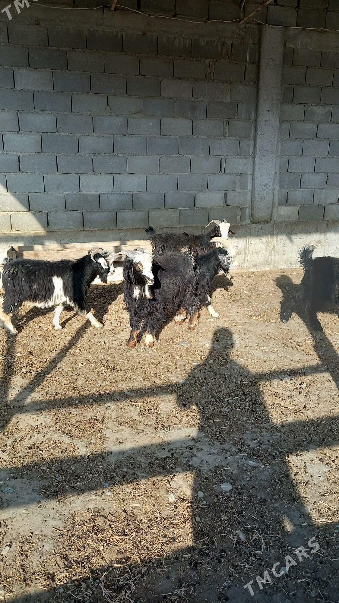 dog erkeç - Bäherden - img 2