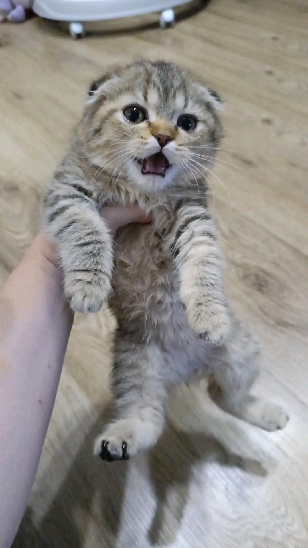 Шотландские котята - Türkmenbaşy - img 1