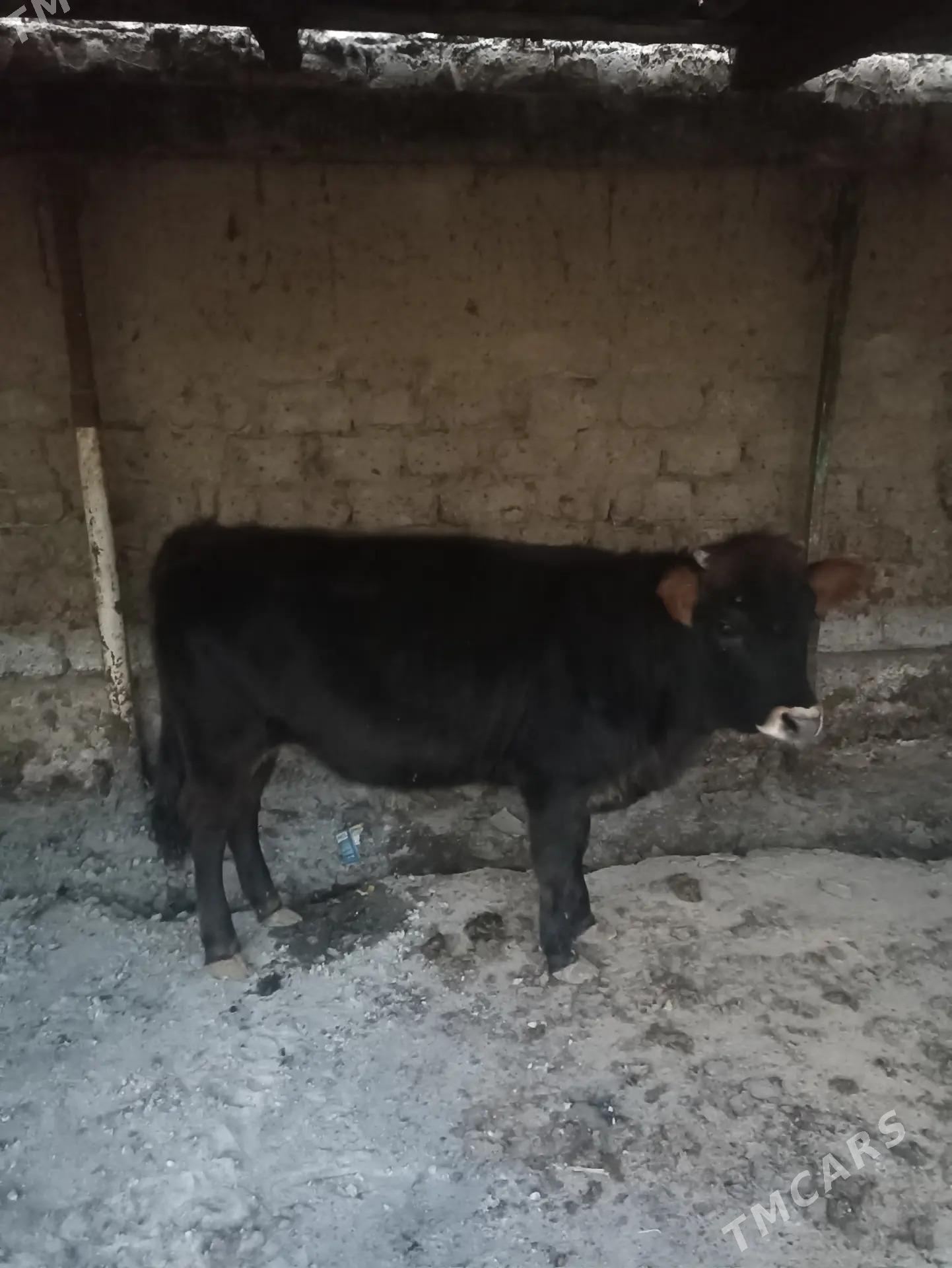 GÖLE TÜWE - Арзув - img 4