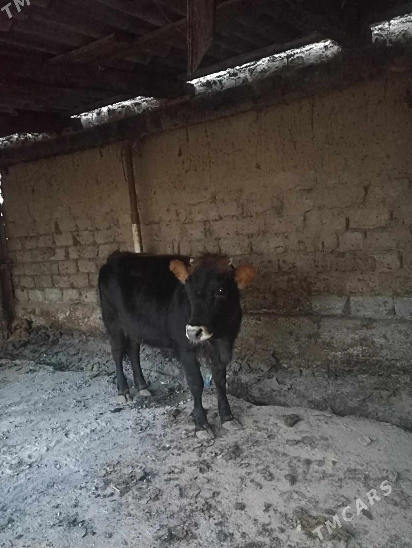 GÖLE TÜWE - Арзув - img 3