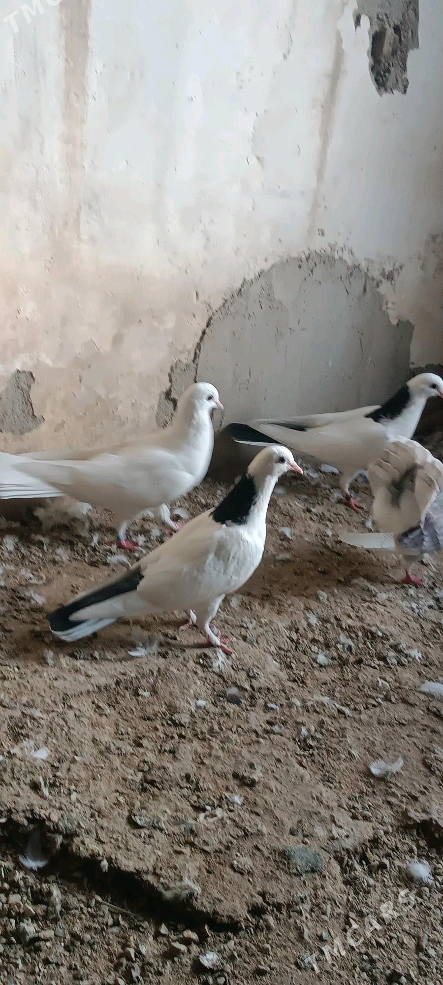 kepderi - Балканабат - img 2