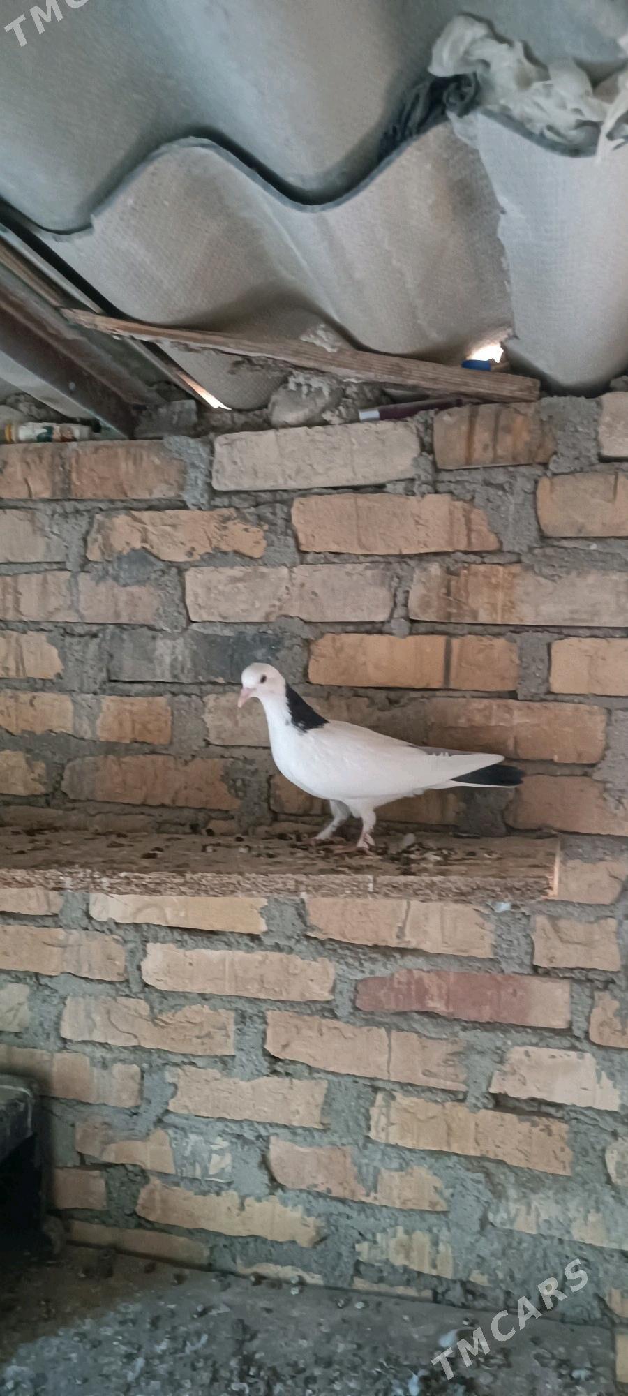 kepderi - Балканабат - img 3