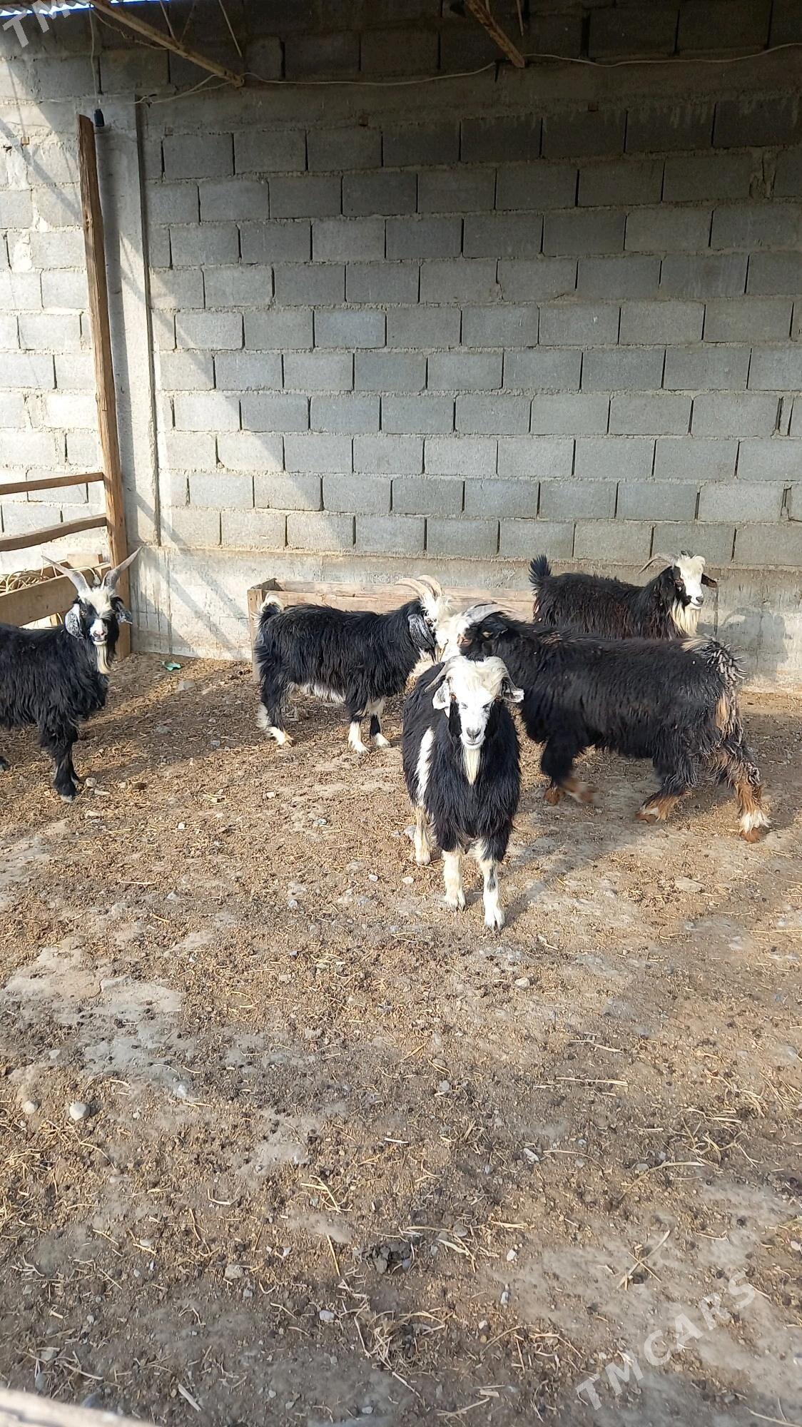 dog erkeç - Bäherden - img 5