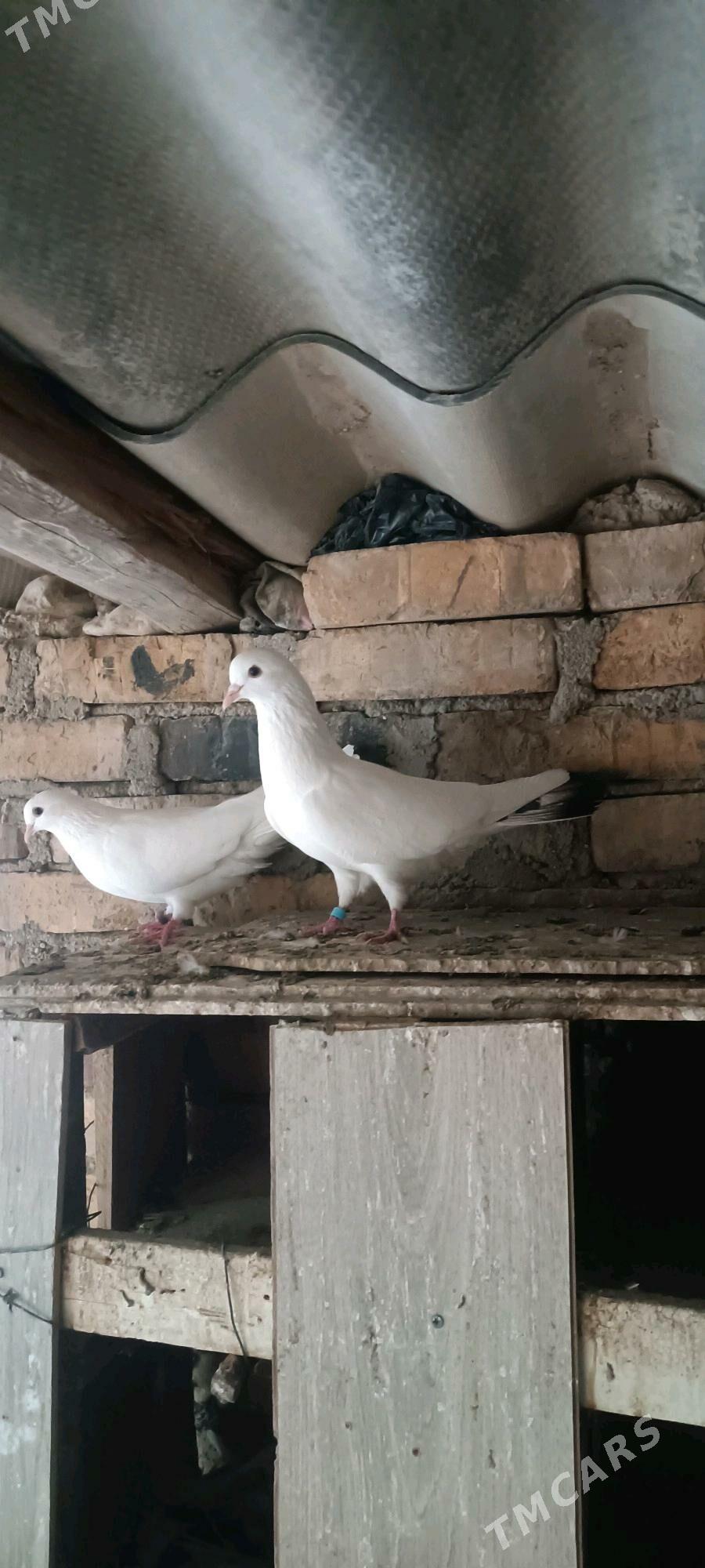 kepderi - Балканабат - img 1