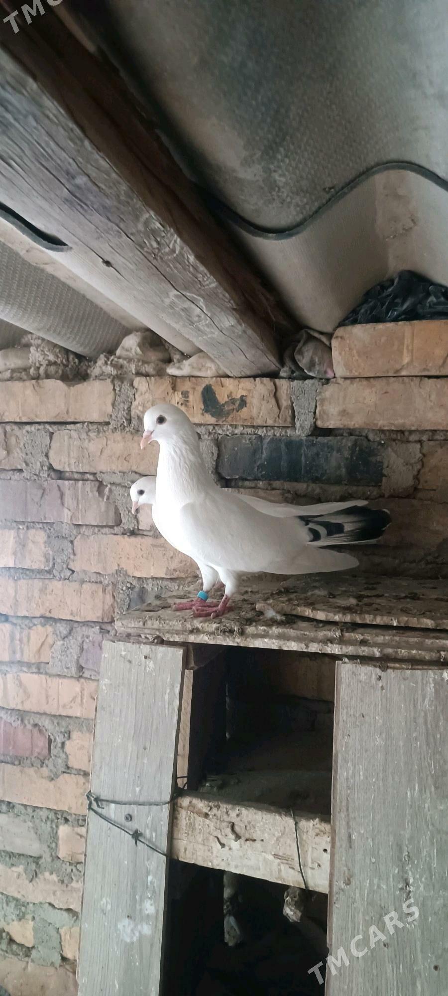 kepderi - Балканабат - img 3