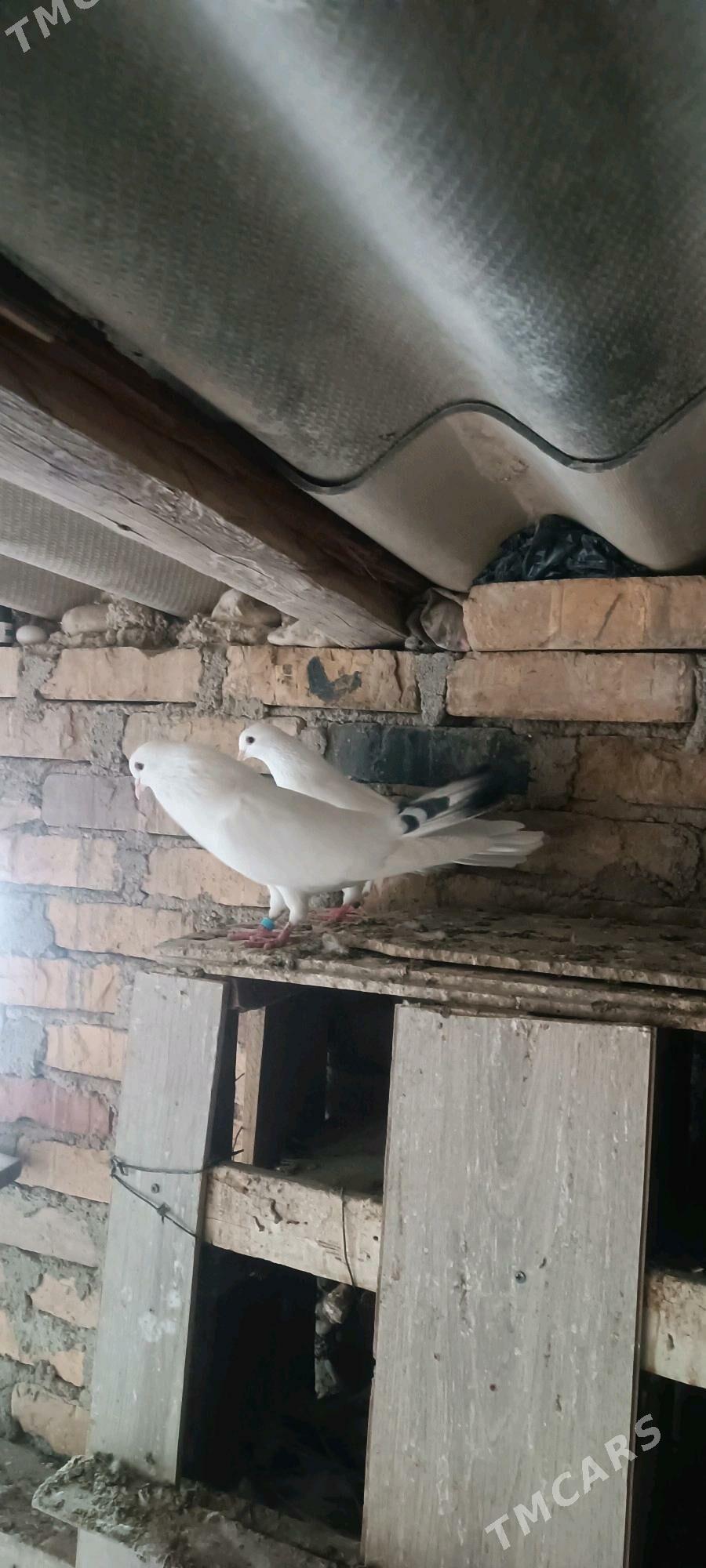 kepderi - Балканабат - img 4