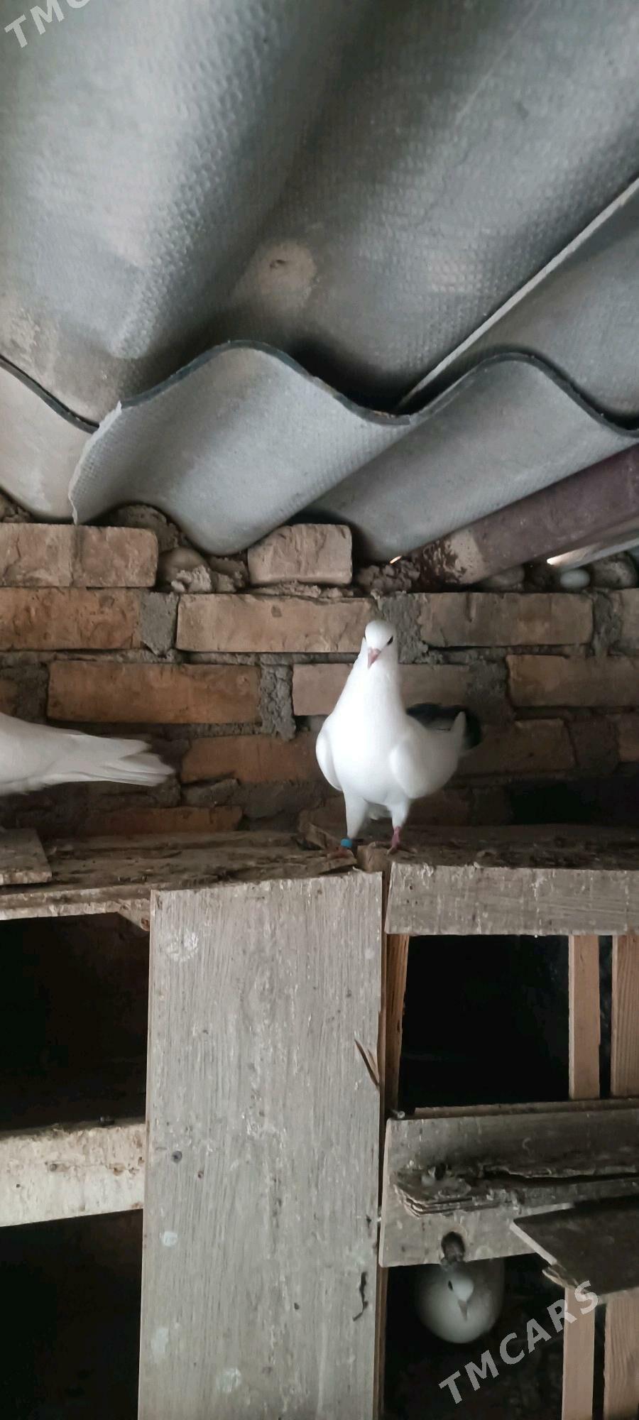 kepderi - Балканабат - img 2