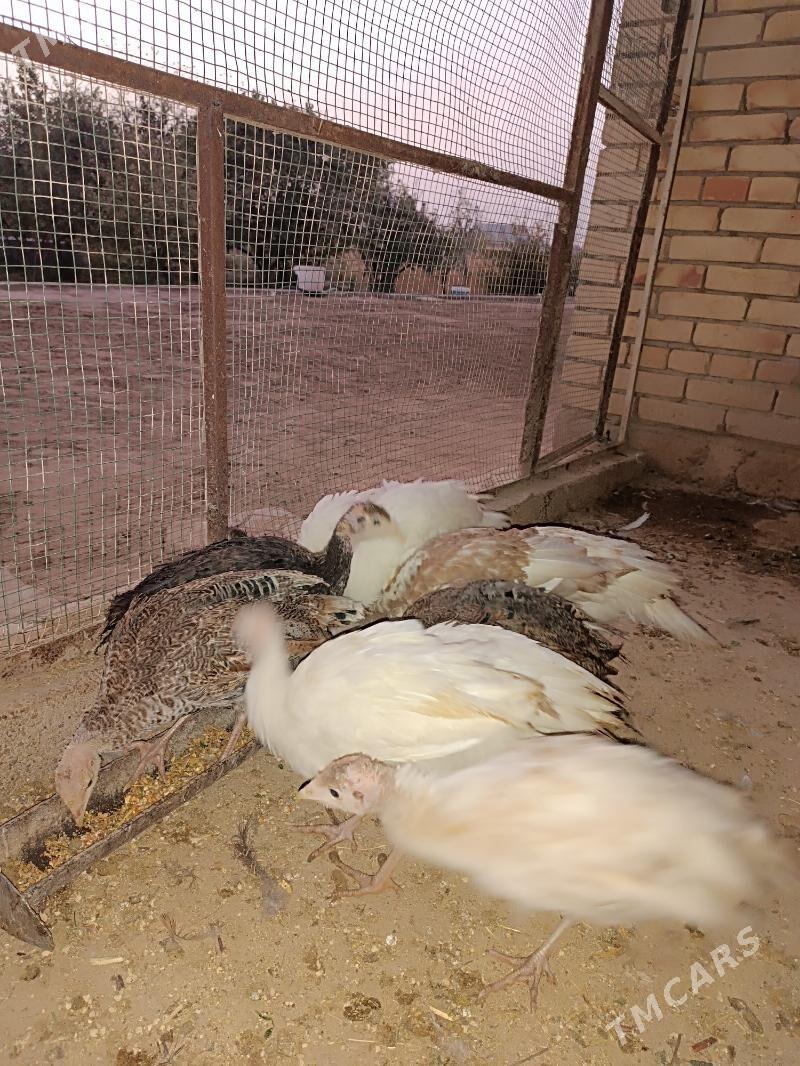 indyuk juyje - Сакарчага - img 2