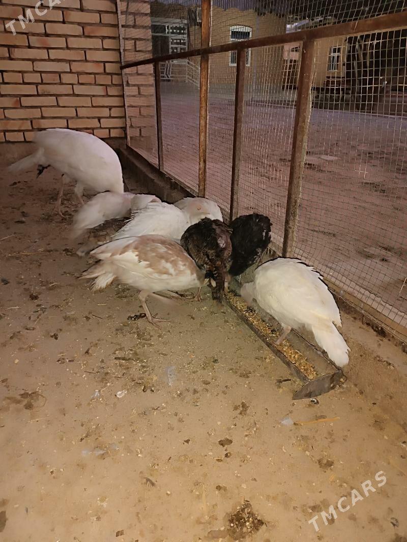 indyuk juyje - Сакарчага - img 3