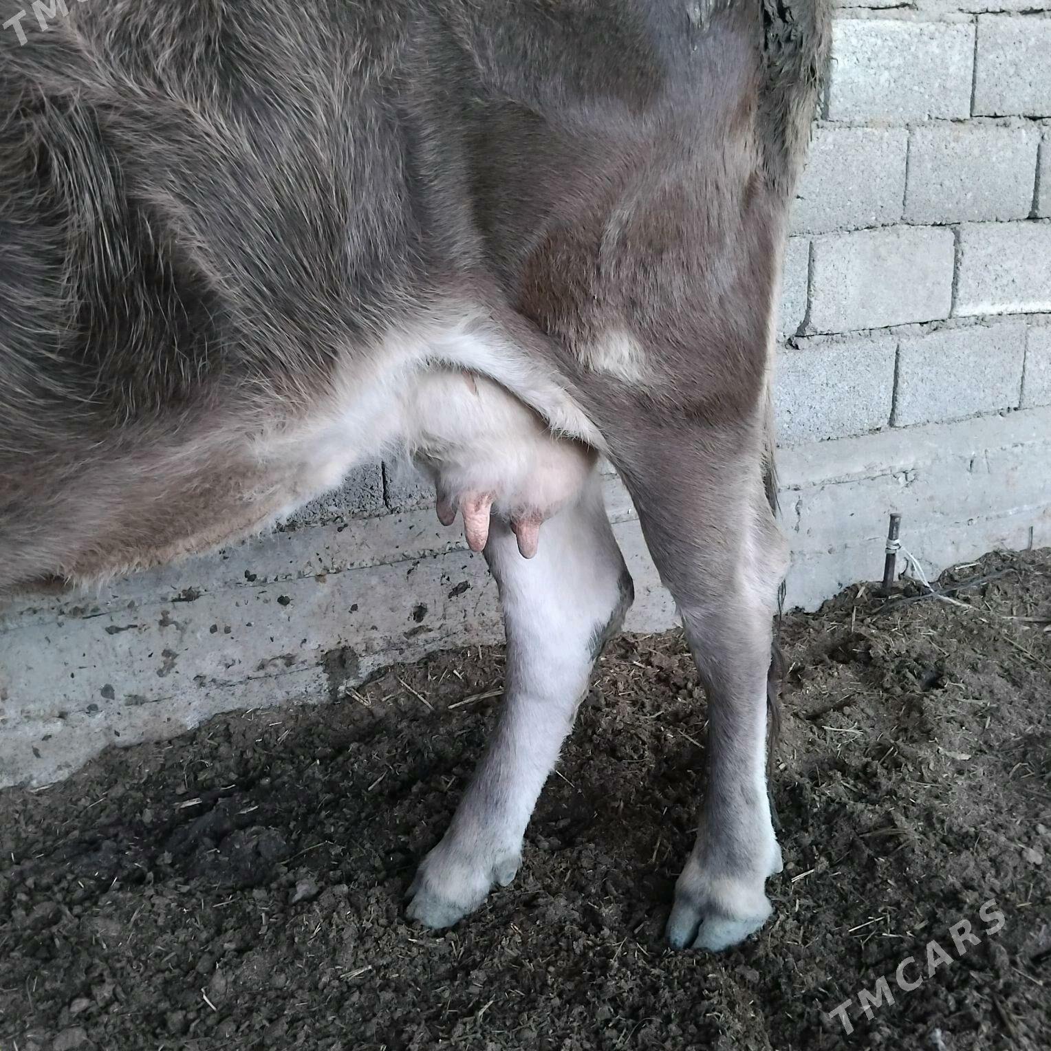 goleli sygyr - Гызыларбат - img 2