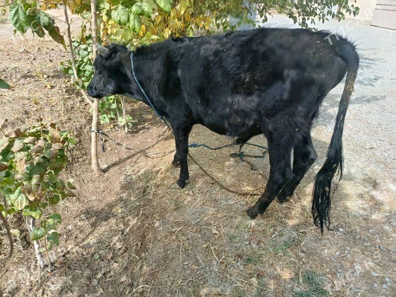 Öküz - Ýalkym - img 4