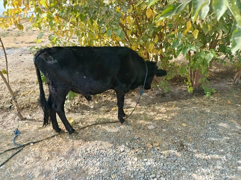 Öküz - Ýalkym - img 3