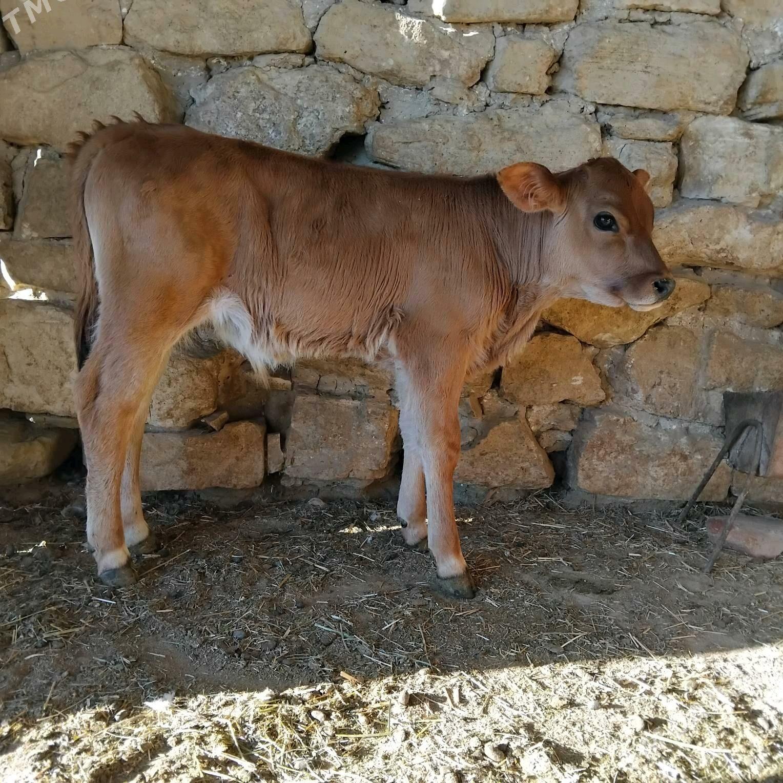 goleli sygyr - Гызыларбат - img 5