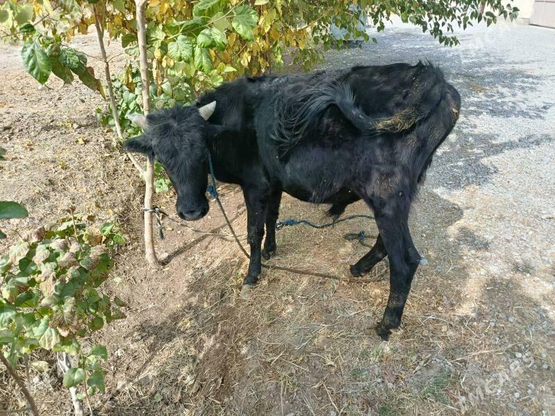 Öküz - Ýalkym - img 2