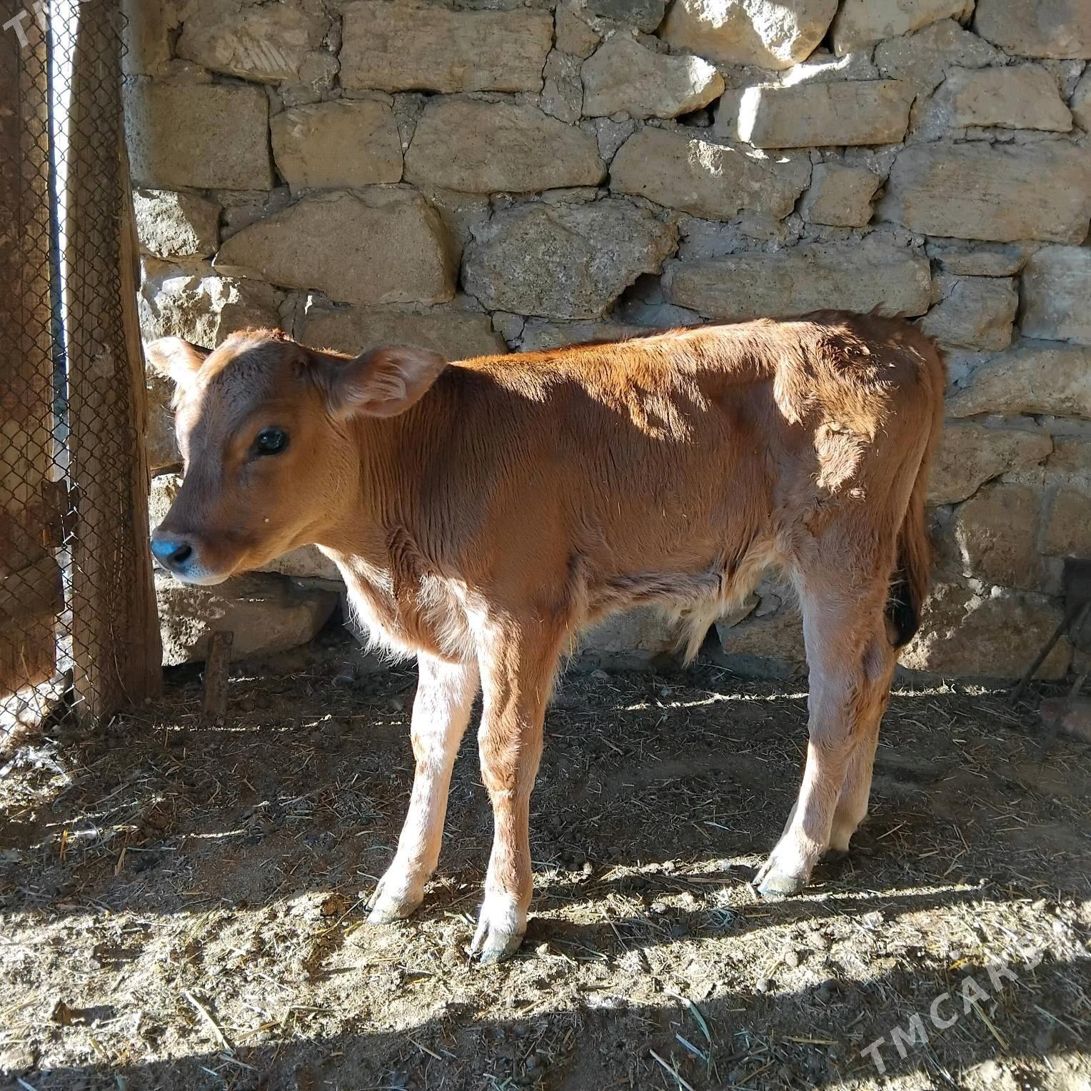 goleli sygyr - Гызыларбат - img 6