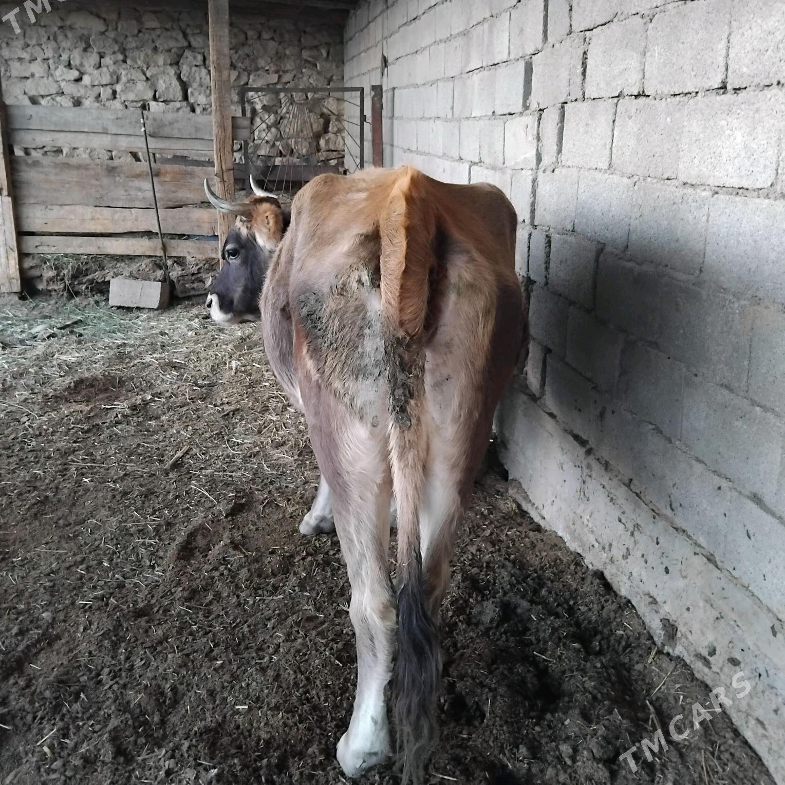 goleli sygyr - Гызыларбат - img 3