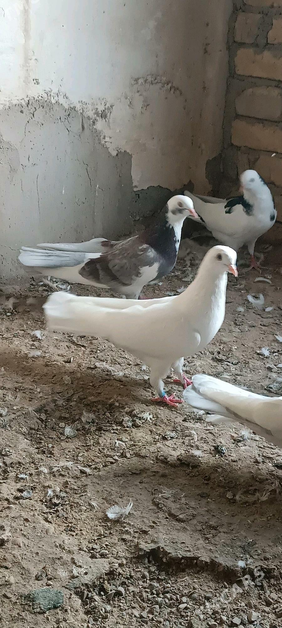 kepderi - Балканабат - img 1